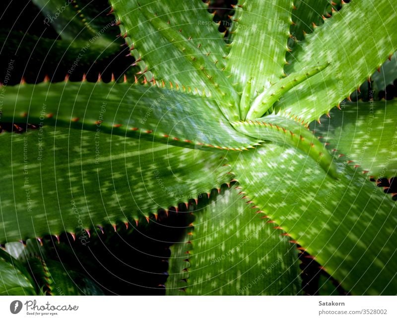 Sukkulente Pflanze in Nahaufnahme, frische Blätter Detail der Aloe-Pflanze Stachel Blatt grün rot schön Natur Stacheln natürlich wachsen Dekoration & Verzierung