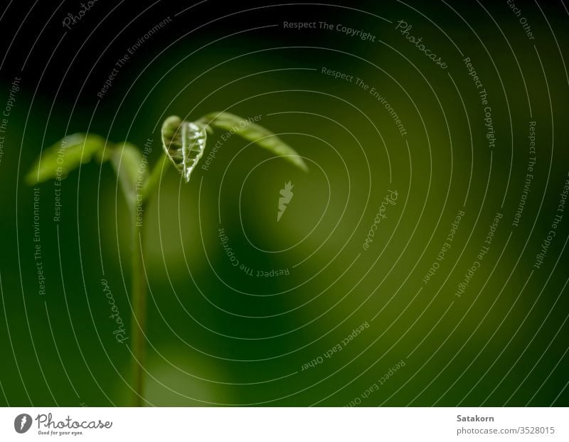 Knospenblätter von jungen Pflanzen, die im Wald säen Keimling wachsend Boden grün Natur Licht Tropfen Tau Wasser Hintergrund Baum Blatt klein neu frisch