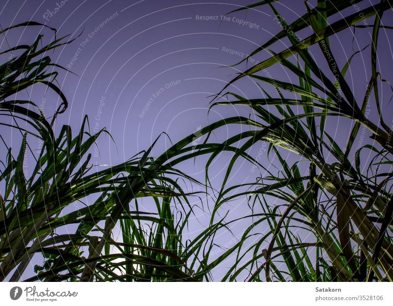 Zuckerrohrblatt im Wind im Park Ackerland Klinge grün Ackerbau Blätter kultivieren Blatt Himmel Pflanze Saison Farbe Hintergrund natürlich im Freien