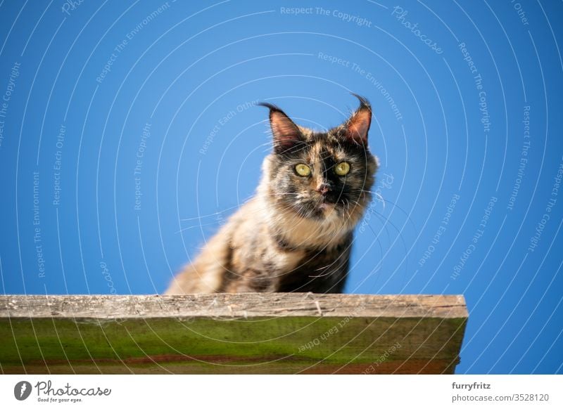 schildpatt maine coon katze sitzend auf einem erhöhten Aussichtspunkt im Freien vor klarem blauen Himmel mit Blick nach unten Katze Haustiere Natur Botanik