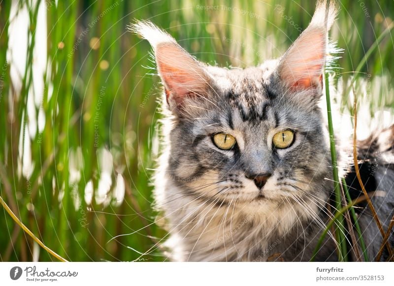 Maine Coon Katze zwischen hohem Gras in der Natur Haustiere im Freien Botanik grün sonnig Sonnenlicht Sommer Frühling Rassekatze Langhaarige Katze Fell fluffig