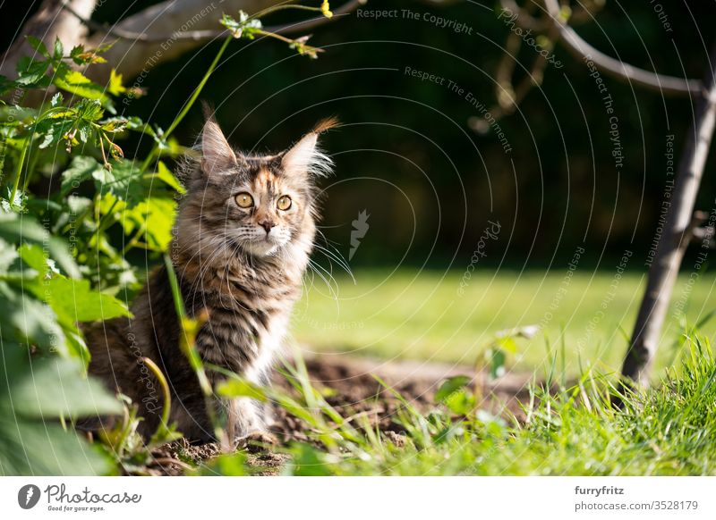 maine coon katze sitzt an einem sonnigen Tag im Blumenbeet im Garten Katze Haustiere im Freien Natur Botanik grün Rasen Wiese Gras Sonnenlicht Sommer Frühling