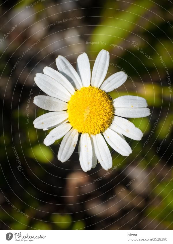 Gänseblümchen Nahaufnahme Blume weiß Pflanze Wiese Frühling Natur grün Blüte Gras Garten Farbfoto Blühend gelb Rasen Außenaufnahme schön Menschenleer