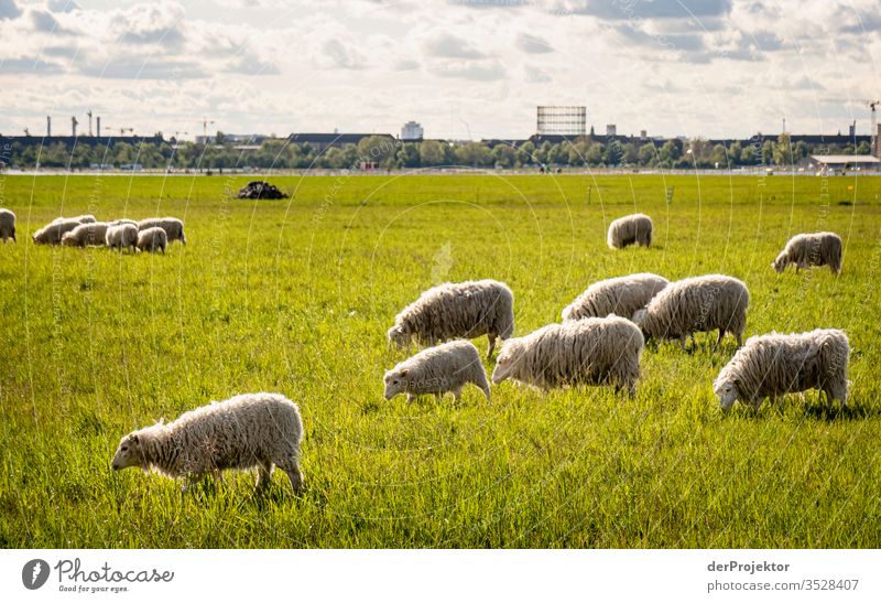 Schafherde auf dem Tempelhofer Feld spazierengehen Spaziergang Frühling Landschaft bunt Naturerlebnis Naturwunder Außenaufnahme Zentralperspektive Gegenlicht