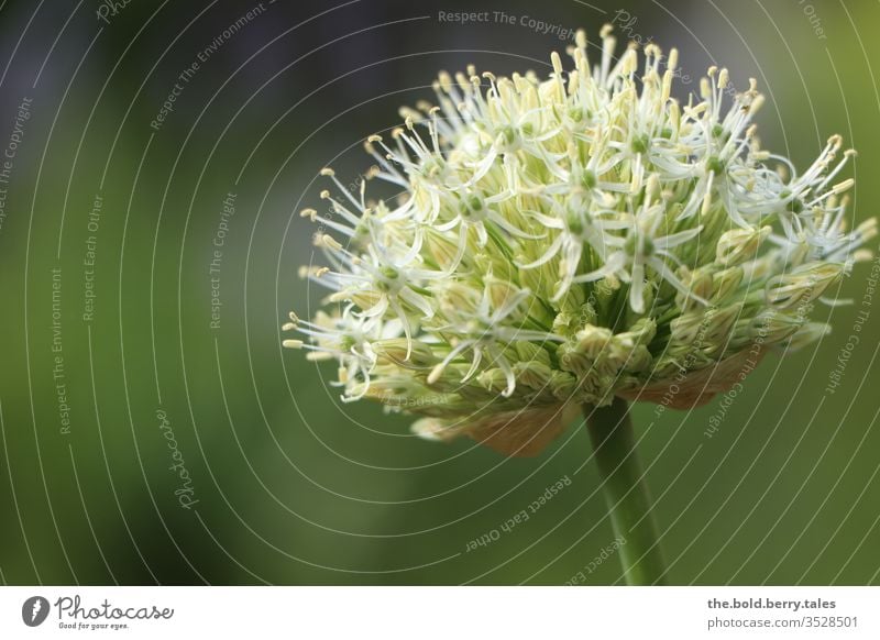 Allium weiß Zierlauch grün Tag Sonnenlicht Blüte Pflanze Blume Natur Garten Farbfoto Außenaufnahme Blühend schön Frühling Nahaufnahme Schwache Tiefenschärfe