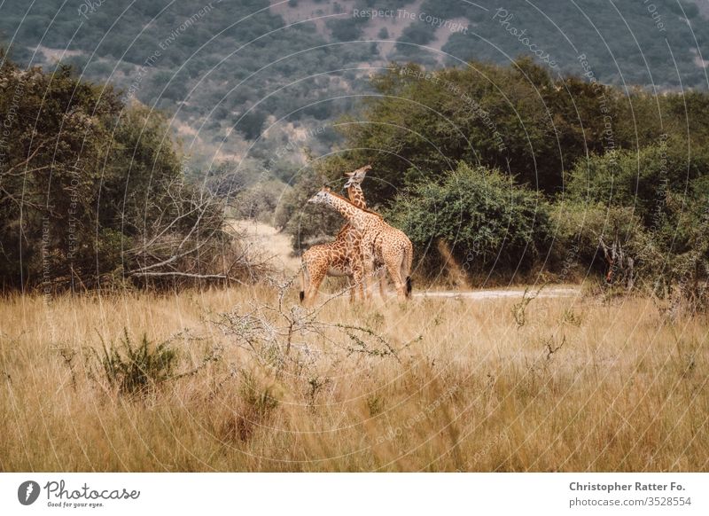 Zwei Giraffen kreuzen ihre Hälse rwanda Ruanda Afrika Savanne Giraffenkopf tiere Wildtier Wildtiere Safari Hitze Steppe wild Tier Tierporträt Tiergesicht