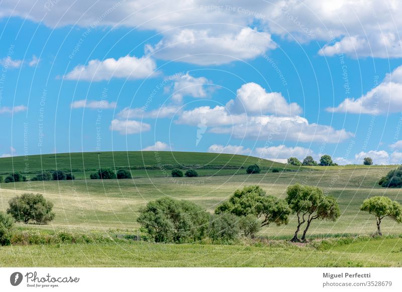 Grüne Wiese mit Bäumen und Hügel am Horizont mit blauem Himmel mit Wolken Prado verde árboles horizonte Colina naturaleza cielo azul nubes Durchmesser paisaje