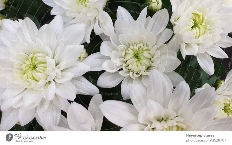 white chrysanthemum flowers pink bouquet daisy blossom beauty yellow floral garden plant beautiful bloom petal petals spring macro chrysanthemums green summer