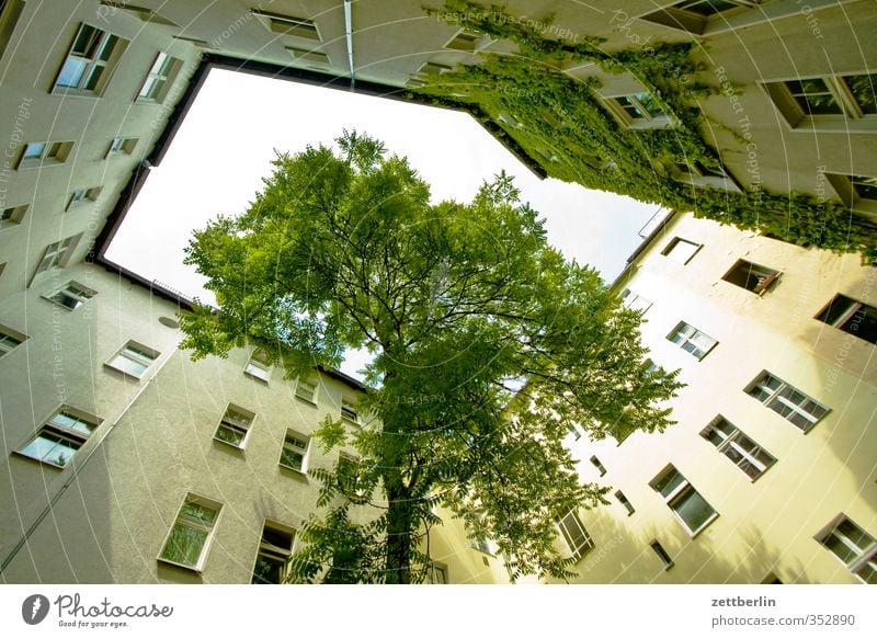 Baum im Hof Häusliches Leben Wohnung Haus Stadt Hauptstadt Stadtzentrum Bauwerk Gebäude Architektur Mauer Wand Fassade Fenster Ausdauer Sehnsucht Heimweh