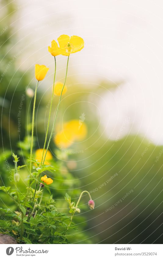 gelber Scheinmohn Mohn wachsen Natur Textfreiraum oben grün schön zart Wildwuchs Starke Tiefenschärfe lieblich bunt farbenfroh Blume Blüte Unkraut Wachstum