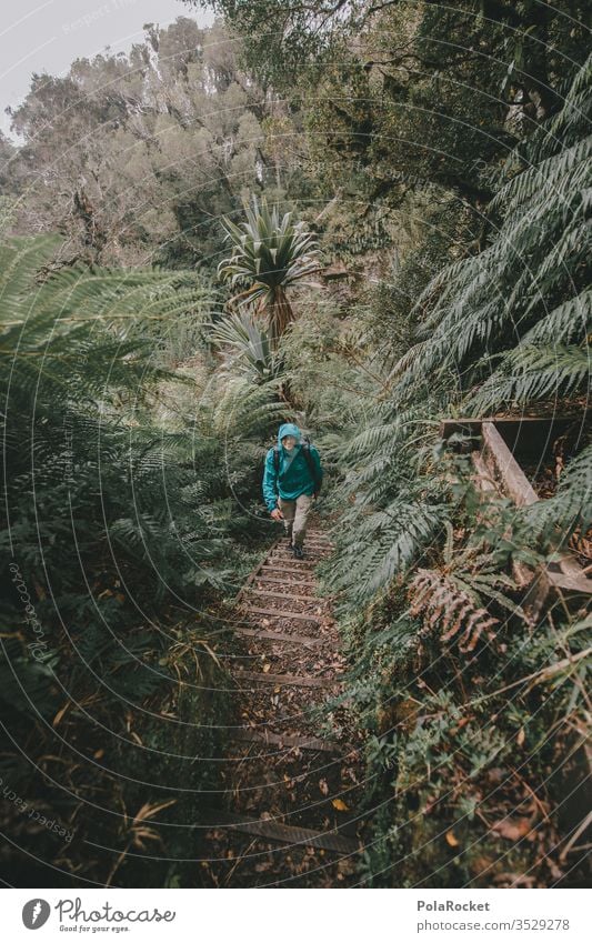 #AS# Green walk Reisefotografie mächtig Zukunft offen bewachsen Dichtung Naturwunder erhaben oben Naturliebe Naturphänomene Farnblatt ausstrecken Naturerlebnis