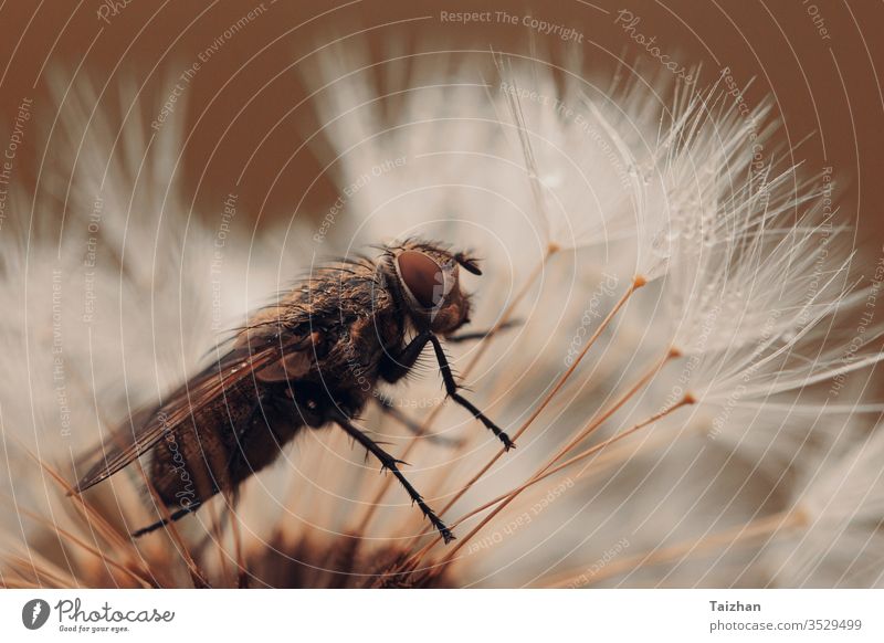 Fliegen- und Löwenzahluhr . Orange getönt . Konzept Natur Samen Löwenzahn Blume Hintergrund Blüte Feuerwerk Wind abstrakt Flora geblümt Makro Pflanze Sommer