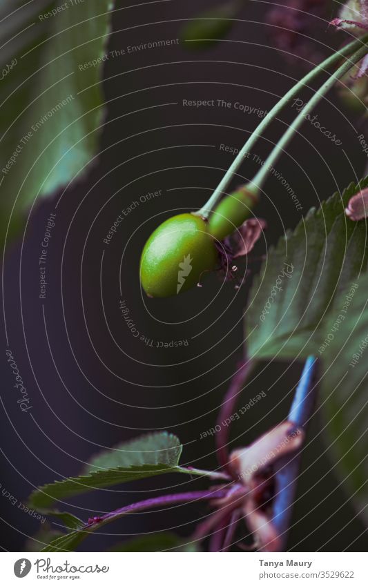 Unreife grüne Kirsche in einem Baum Kirschen Frucht Farbfoto Ernte Natur lecker Kirschbaum Obstbaum Nutzpflanze süß pflücken Ernährung frisch Vitamin