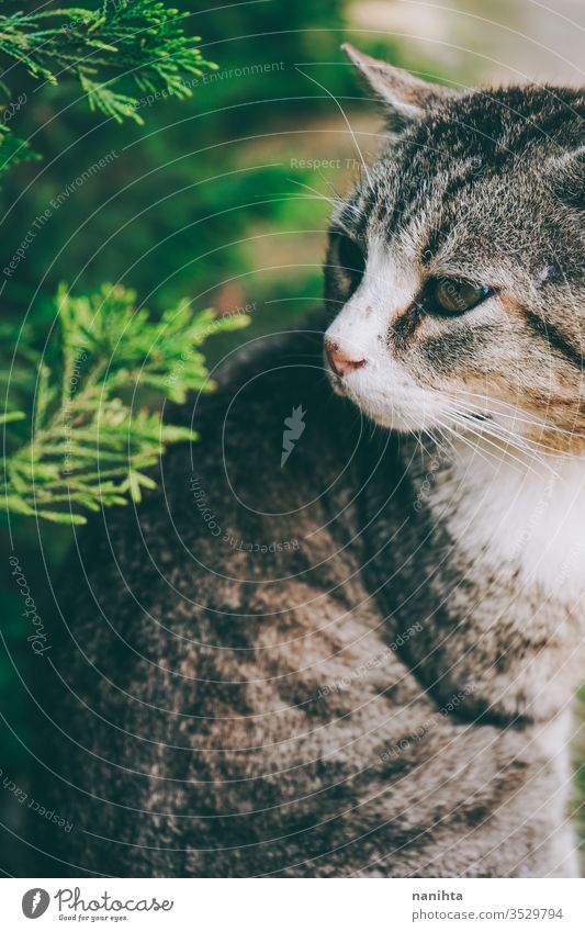 Erstaunliche und schöne Katze im Freien streunende Katze Alleenkatze Haustier Pflege Tier Säugetier frei Natur natürlich Auge Gesicht züchten allgemein Europäer