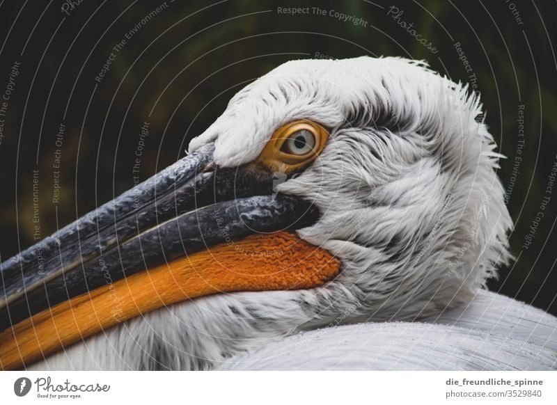 Pelikan niedlich Vogel Tier Außenaufnahme Farbfoto Wildtier Natur Umwelt Menschenleer Gras Tierporträt klein Schwache Tiefenschärfe kuschlig Blick Nahaufnahme