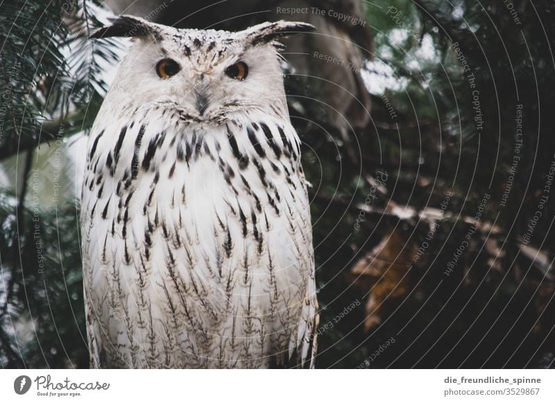 Schneeeule Eule Uhu Vogel Wildvogel Tier Feder Farbfoto Wildtier Natur Eulenvögel Außenaufnahme Schnabel Tierporträt Tiergesicht Greifvogel Tag Wald Nahaufnahme