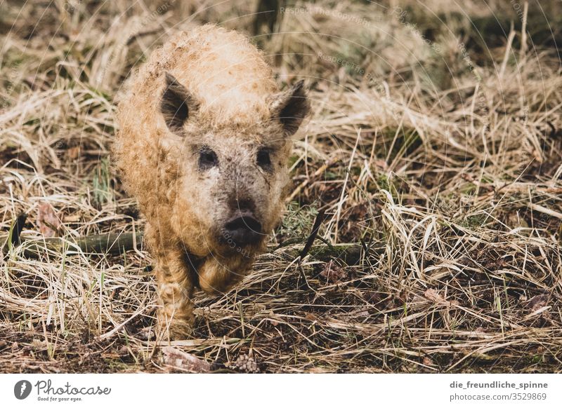 niedliche Wollschwein Ferkel Schwein Tier Farbfoto Nutztier Außenaufnahme Tierporträt Bauernhof Tierjunges Sau dreckig Natur Tag Glück Landwirtschaft Heu Gras