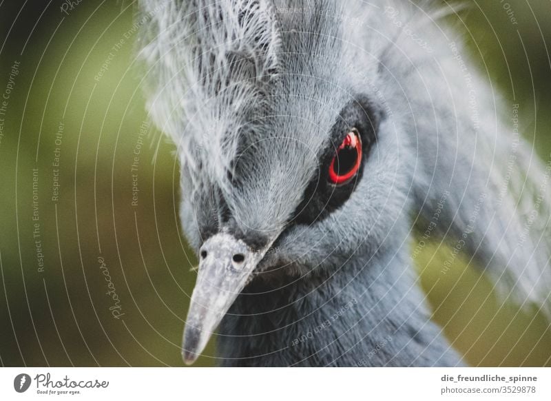 Schau mir in die Augen, Kleines. niedlich Vogel Tier Außenaufnahme Farbfoto Wildtier Natur Umwelt Menschenleer Tierporträt klein Schwache Tiefenschärfe kuschlig