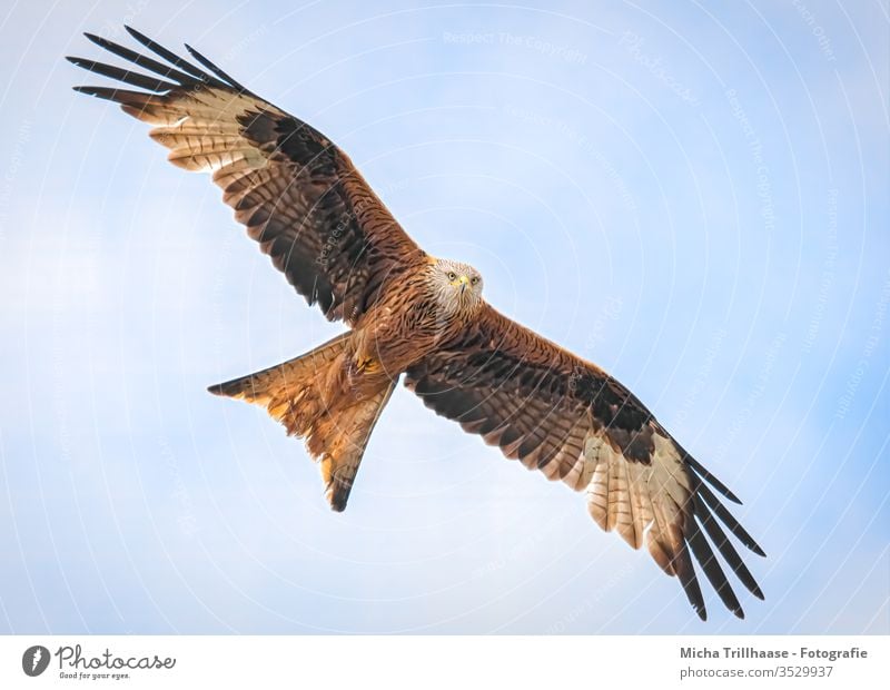 Rotmilan im Flug Roter Milan Milvus milvus Greifvogel Kopf Schnabel Auge Flügel Federn Gefieder Himmel Flügelspanne Flügelschlag fliegen kreisen Vogel Wildvogel