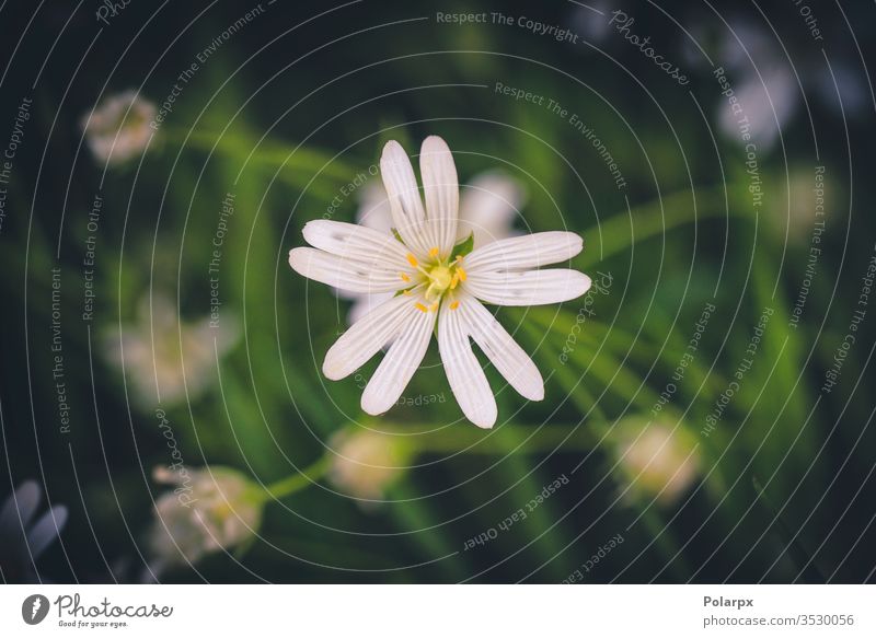 Weiße Wildblume in einem grünen Wald im Frühling weiße Blume Umwelt natürlicher Hintergrund Anemonenblüte blühende Blume im Freien Nahaufnahme wild Wiese