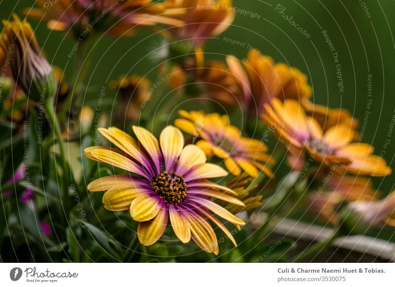 Ecklonis, Asteraceae, Osteospermum ecklonis, Balkonpflanze, Pflanze, asteraceae, Gelbe pflanze, Frühjahrspflanze im Garten blüht violett osteospermum ecklonis