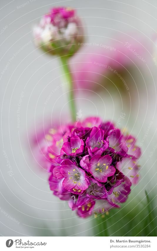 Armeria maritima, Sparsamkeit, Seesparsamkeit oder Meeresrosa, ist eine blühende kompakte immergrüne Staude aus der Familie der Plumbaginaceae Blumen Blütezeit