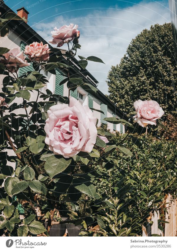 Rosen vor einem Haus in der Stadtmitte am Muttertag Rosengewächse Blume Außenaufnahme rosa Vintage Ludwigshafen Rheinland-Pfalz Deutschland Europa Sommer