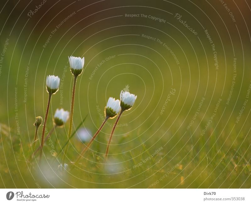 Gänseblümchengruppe im Gegenlicht Natur Pflanze Blume Gras Blüte Wildpflanze Garten Wiese Blühend stehen Wachstum einfach Fröhlichkeit frisch schön nah gelb