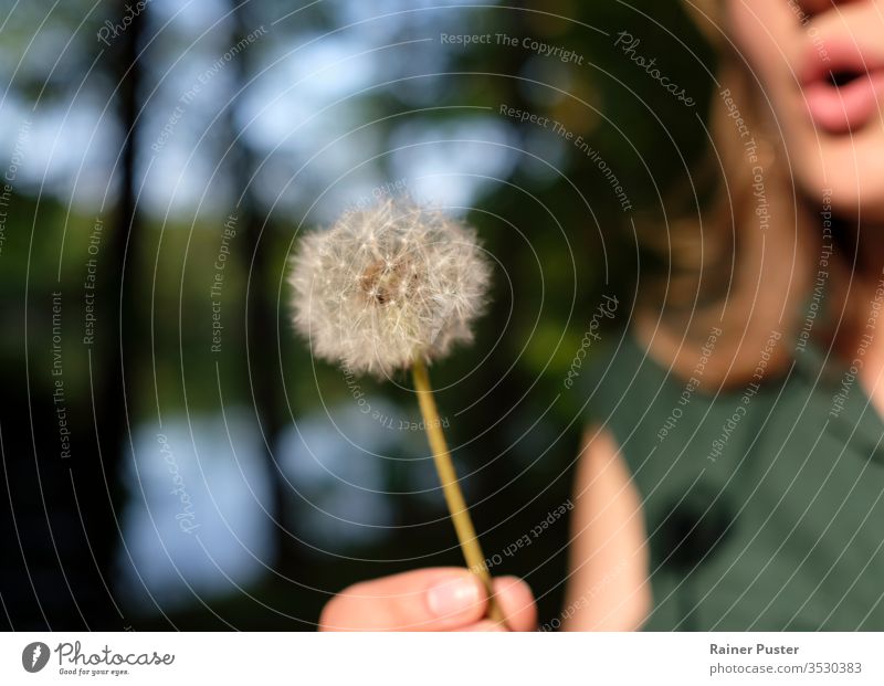 Frau bläst Löwenzahn (Taraxacum) Blume schön Schlag Pusteblume blasend blasender Löwenzahn Pflege Nahaufnahme Konzept Löwenzahn blasen Umwelt Flora fluffig