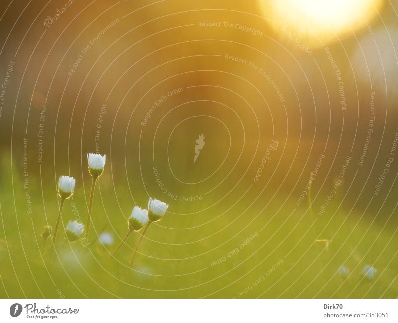 Gänseblümchen, lauschiger Sommerabend, die 2. Natur Pflanze Frühling Blume Gras Blüte Wildpflanze Garten Wiese Blühend leuchten Wachstum authentisch