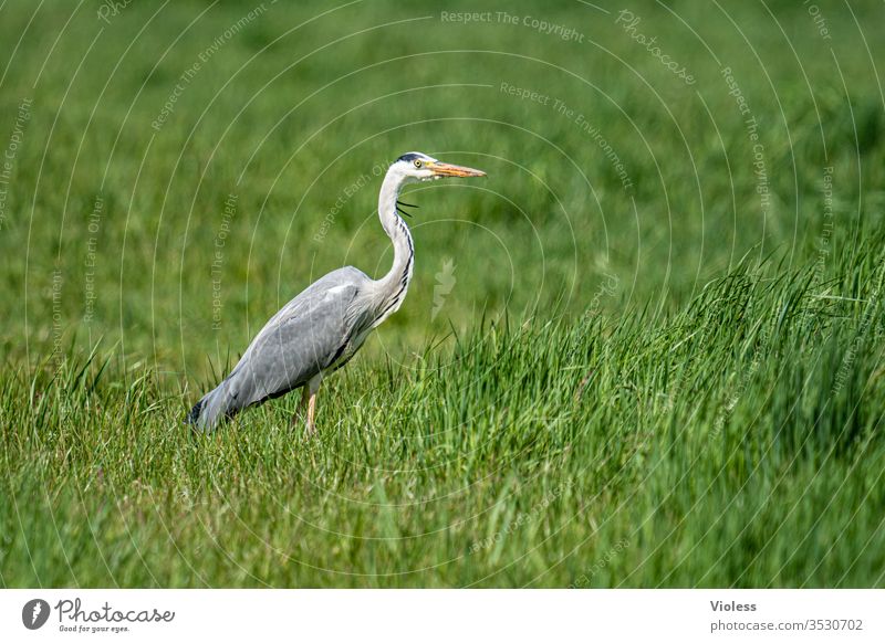 Graureiher auf grüner Wiese Reiher Fischreiher Ardea cinerea Vogel Teleaufnahme Fauna