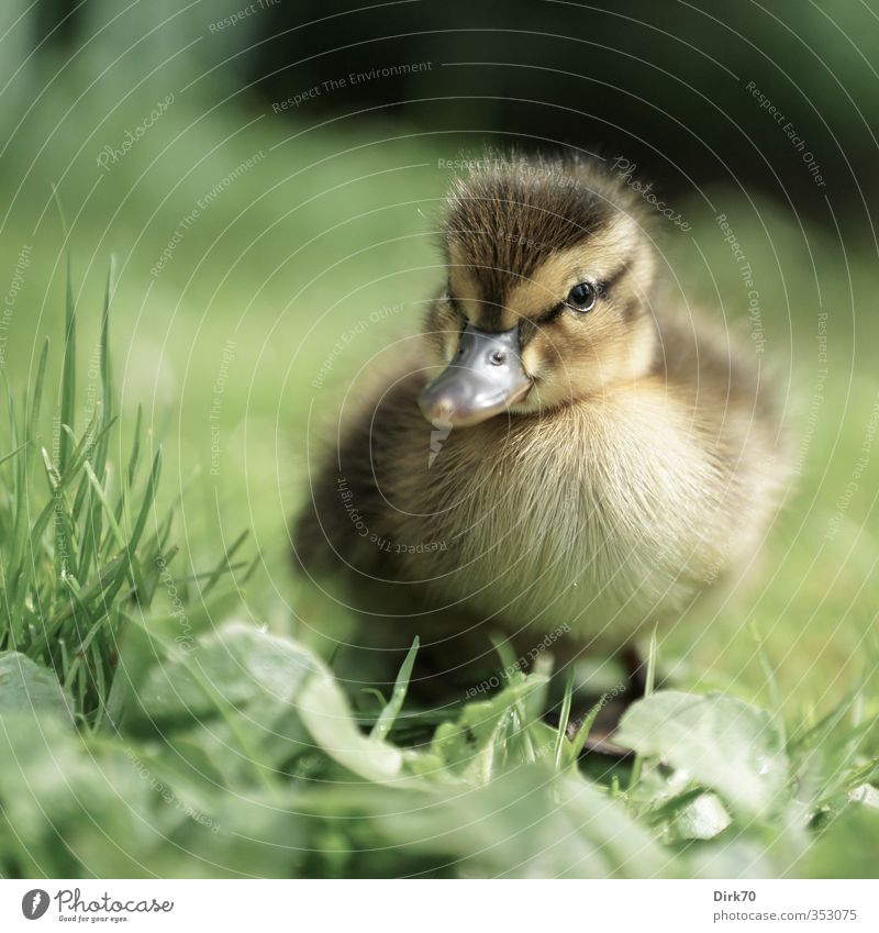 Auf eigenen Füßen stehen ... Gras Blatt Wiese Tier Wildtier Vogel Ente Stockente 1 Tierjunges beobachten Blick frech frei kuschlig Neugier niedlich braun gelb