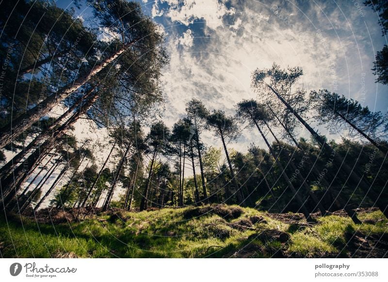 irgendwann werd ich auch mal groß Umwelt Natur Landschaft Pflanze Erde Himmel Wolken Sonne Sonnenlicht Sommer Klima Wetter Schönes Wetter Baum Gras Sträucher