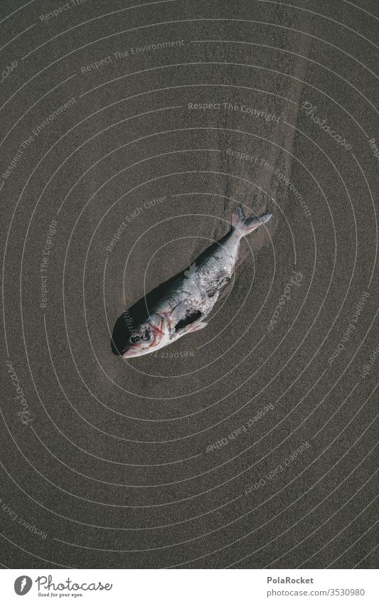 #AS# DUDE! Fisch Strandleben Tod artensterben sterblich Sterblichkeit sterbliche überbleibsel sterbliche hülle Außenaufnahme Farbfoto Tier Vergänglichkeit