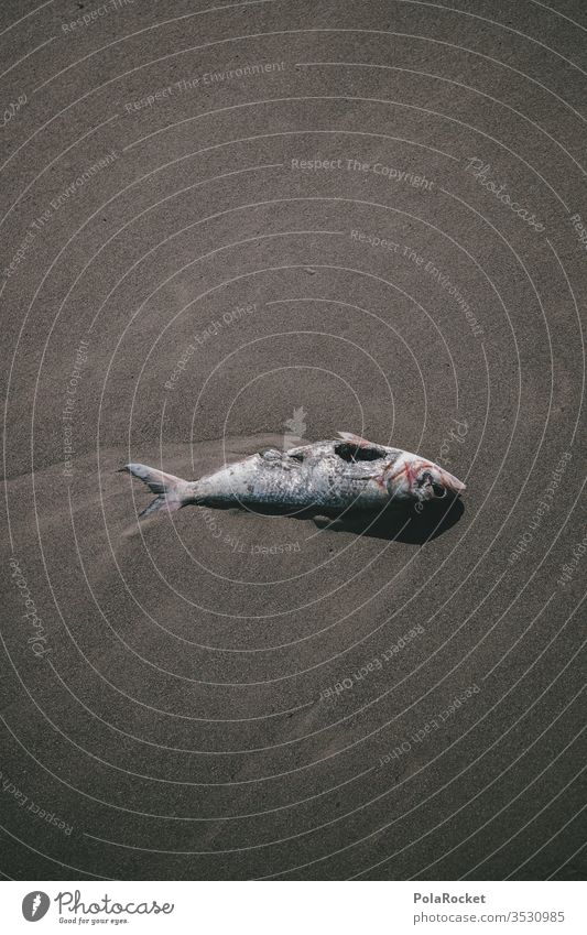 #As# Fisch mit Aua! fischsterben Tod Todeskampf sterbensforscher vergiftet Angespült Totes Tier Farbfoto Außenaufnahme Menschenleer 1