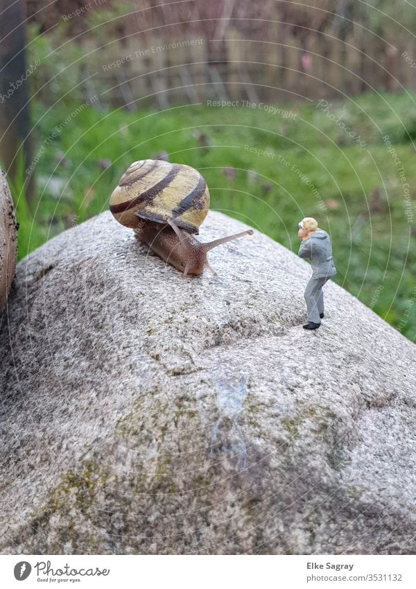 Miniaturwelten , die erste Schnecke 2020 schnecken Schnecken Natur Außenaufnahme Garten Farbfoto Tier