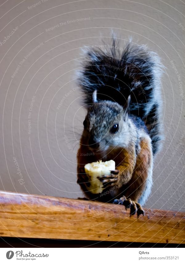 Was guckst Du? Hmmm, lecker Banane Tier Tiergesicht Fell Eichhörnchen 1 Essen sitzen frech lustig Neugier niedlich Freude Zufriedenheit Lebensfreude "Banane,"