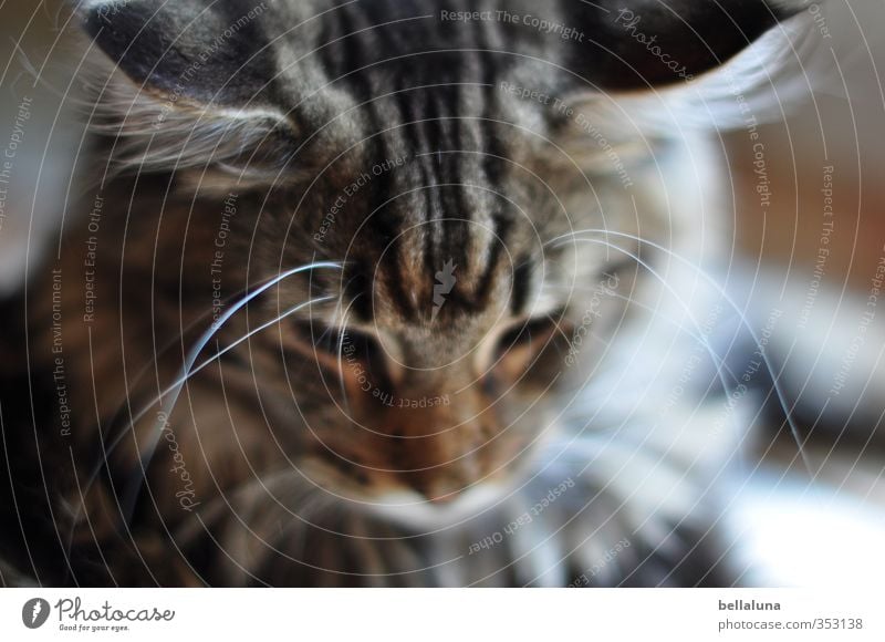 Charlie Tier Haustier Katze Tiergesicht Fell 1 Blick sitzen weich braun grau schwarz weiß Hauskatze Gedeckte Farben mehrfarbig Innenaufnahme Nahaufnahme