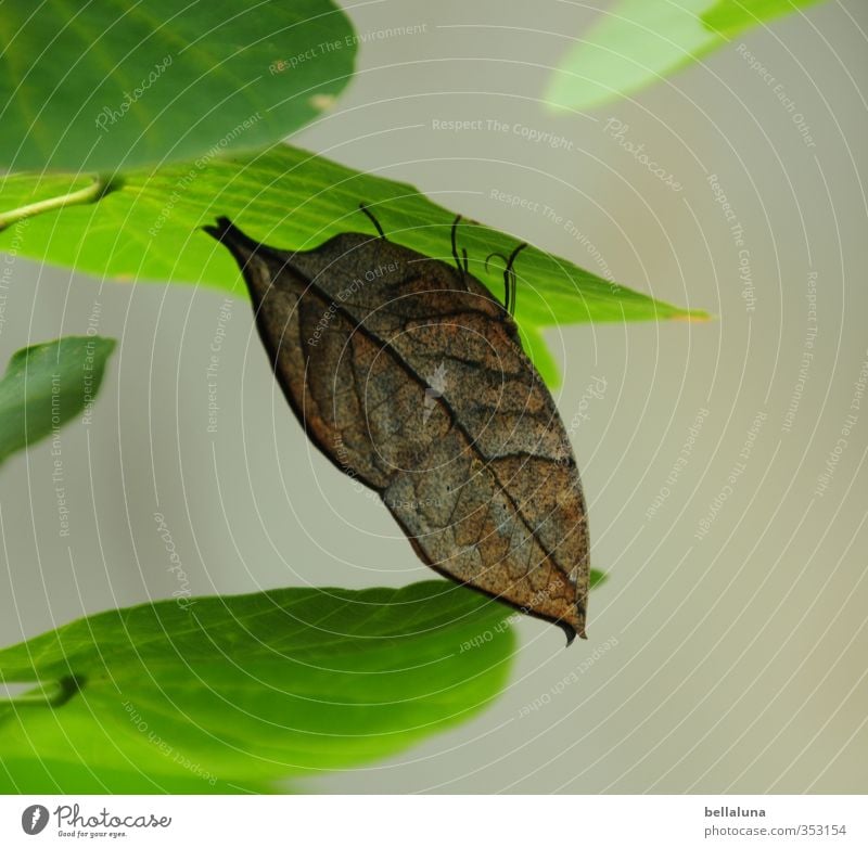 Ein Blatt im Wind? Umwelt Natur Pflanze Tier Sommer Grünpflanze Wildpflanze Garten Park Wildtier Schmetterling Flügel 1 sitzen warten braun grün Tarnung