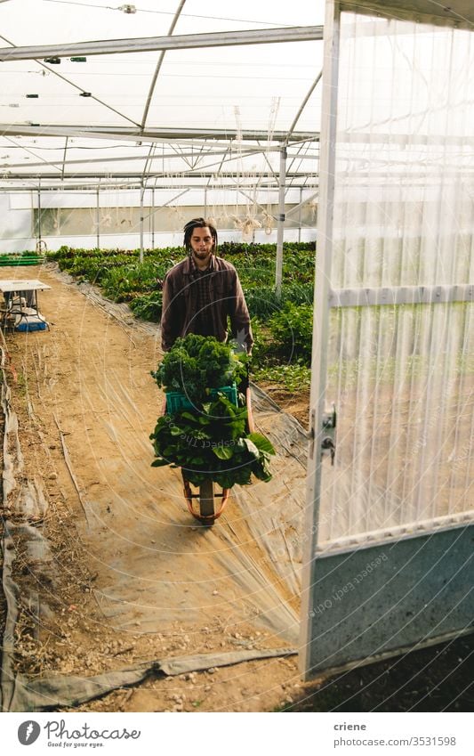 Männlicher Landarbeiter mit Gemüse in der Schubkarre Gewächshaus Landwirtschaft Kasten Kiste nachhaltig produzieren frisch Garten Natur grün Ernte organisch