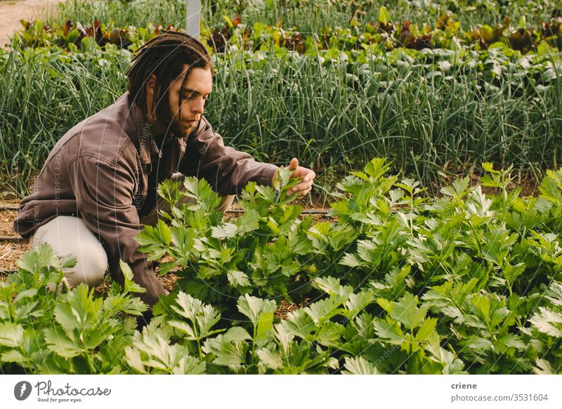 Junge Erwachsene, die im Gewächshaus arbeiten und frischen Bio-Sellerie vom Feld pflücken nachhaltig Mann produzieren Garten Landwirt Natur grün Ernte organisch