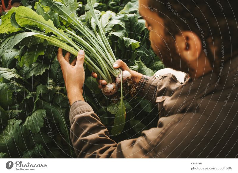 Männlicher Gärtner mit frisch geernteten Rüben aus dem Garten nachhaltig produzieren Landwirt Natur grün Ernte organisch Bauernhof Ackerbau Gemüse Gesundheit