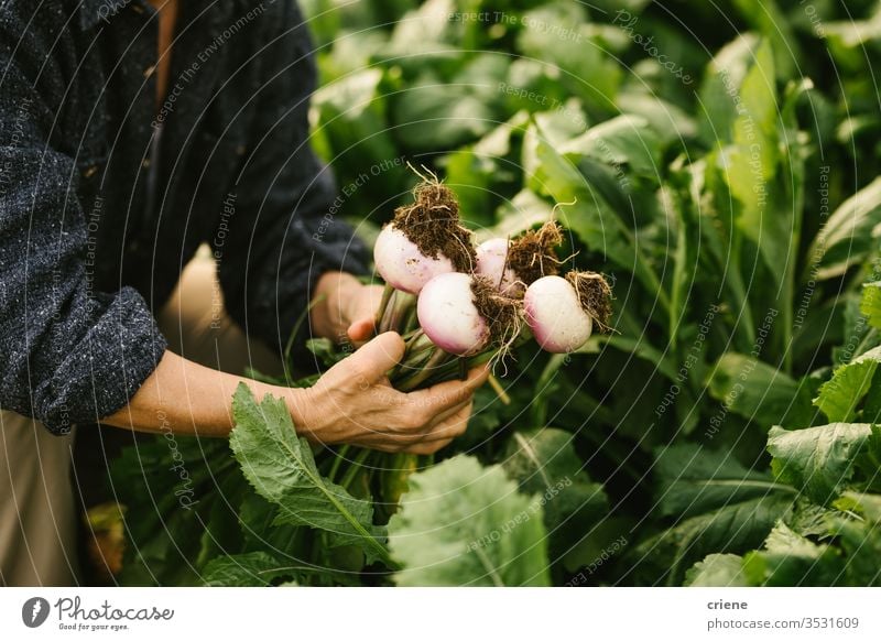 Gärtner prüft die Qualität von Gemüseballen vom Feld Überprüfung Steuerung von Nahaufnahme Rübe nachhaltig produzieren frisch Garten Landwirt Natur grün Ernte