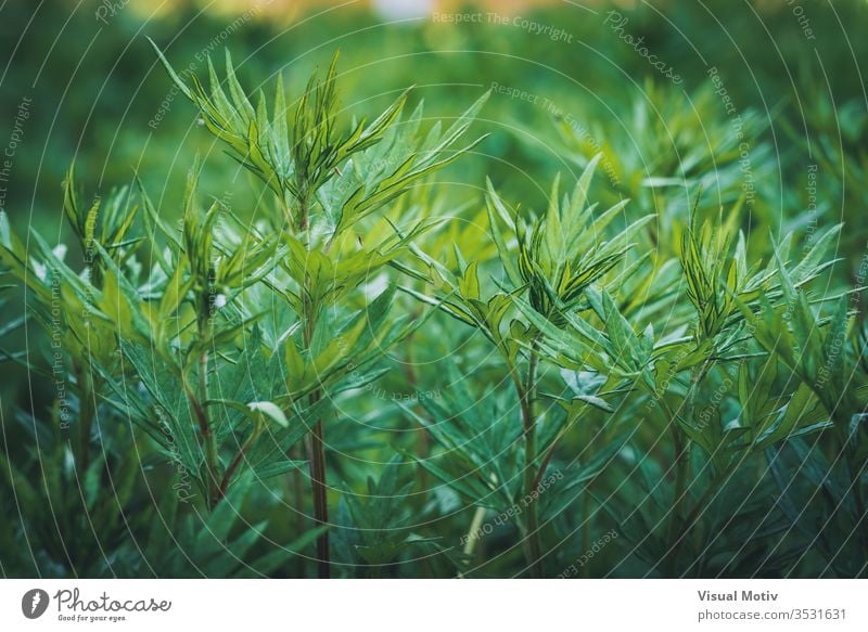 Nahaufnahme von wild wachsenden grünen Sträuchern Natur Botanik botanisch im Freien Außenseite natürlich Pflanzen Blätter Flora Vegetation Laubwerk Ökologie