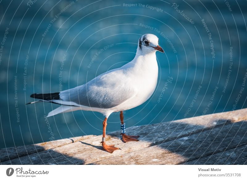 Kleines Exemplar der Schwarzkopfmöwe im Winterkleid Tier Tierfotografie Strand Schnabel Vogel Vogelfotografie Vögel schwarzköpfig blau Küste Farbe Außenseite