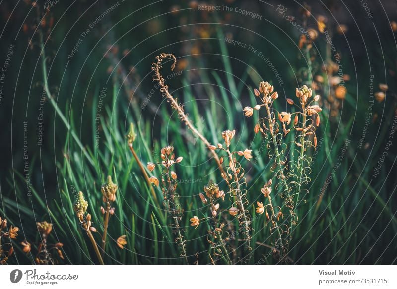 Blüten und Knospen der Bulbine frutescens, auch bekannt als Burn Jelly-Pflanze Wachstum Brandgelee Schönheit in der Natur Nahaufnahme Feld Land keine Menschen