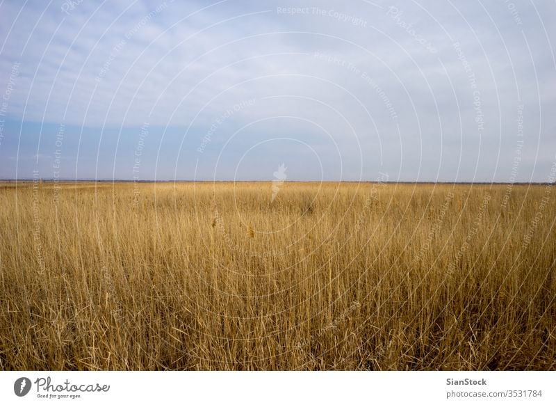 Goldenes Wildweizenfeld mit blauem Himmelshintergrund Weizen Feld golden Natur Korn Sommer Landschaft gelb Pflanze Sonne Ernte Bauernhof Saison Roggen ländlich