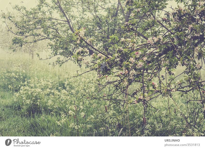 blühender Apfelbaum am Rande eines Feldes im Morgendunst Apfelblüte Feldrand Wiese Obstwiese Detailaufnahme Frühling Baum Obstbaum Obstbaumblüte grün Pflanze