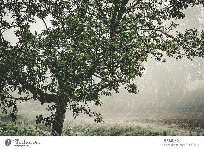 Obstbaum am Feldrand Ackerbau Morgendunst Morgennebel Frühling morgens Außenaufnahme grün Natur menschenleer