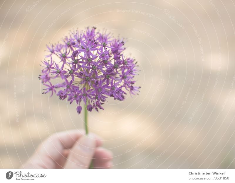 schöne violette Blüte des Zierlauchs / Allium, gehalten von der Hand einer Frau, unscharfer Hintergrund mit gesprenkeltem Licht Zierlauchblüte